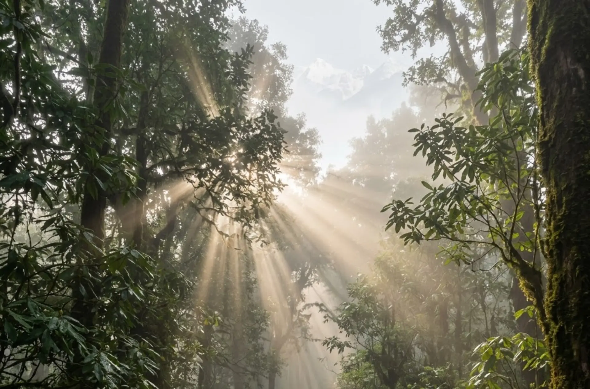 Romantic Gangtok Darjeeling Honeymoon Escape